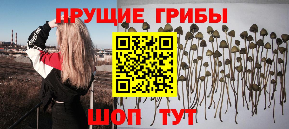 Похвистнево  Галлюциногенные грибы Psilocybe  Вход с VPN  Галлюциногенные грибы Cubensis 